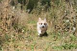 CORGI PEMBROKE 327